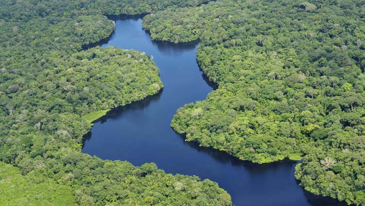 El verdadero costo de proteger la Amazonía y quién debería pagar